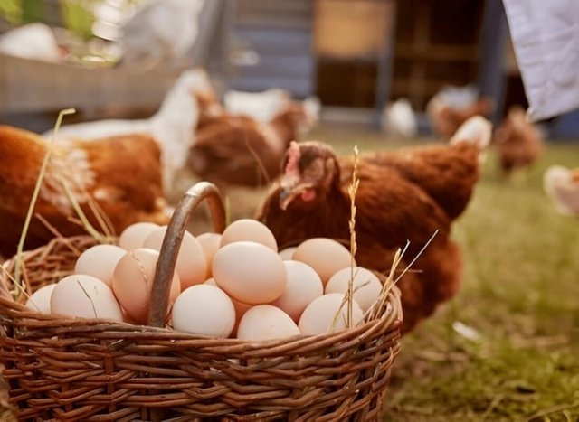 Farm-Fresh Eggs