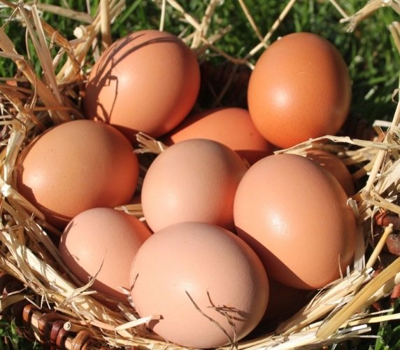 Fresh Egg Tray in Dubai