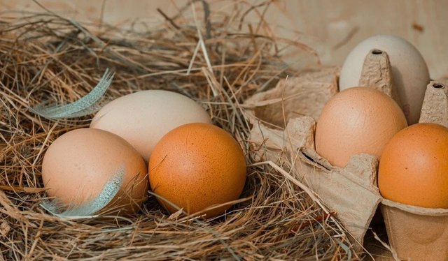 Fresh Egg in Dubai