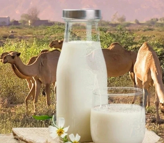 Fresh Pure Camel Milk in Dubai