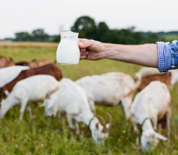 Fresh Pure Goat Milk in Dubai