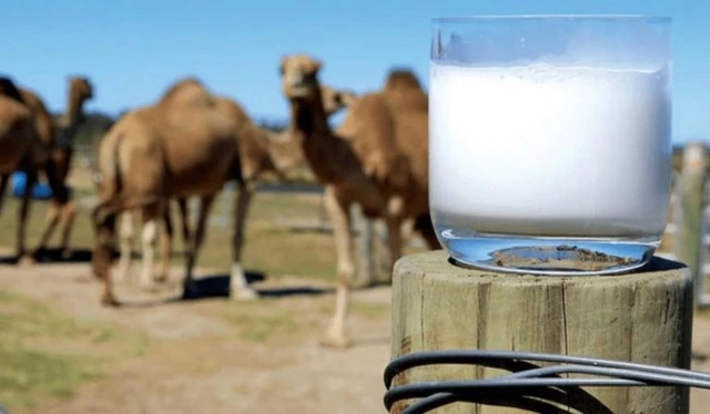 fresh milk in Dubai