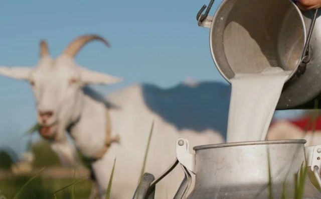 goat milk in Dubai