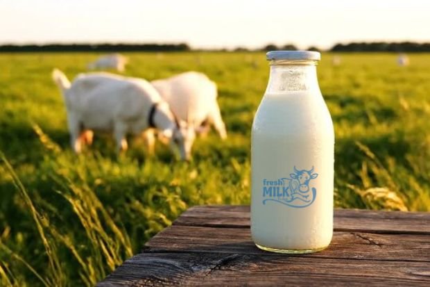 Fresh Goat Milk in Al Nahda Dubai