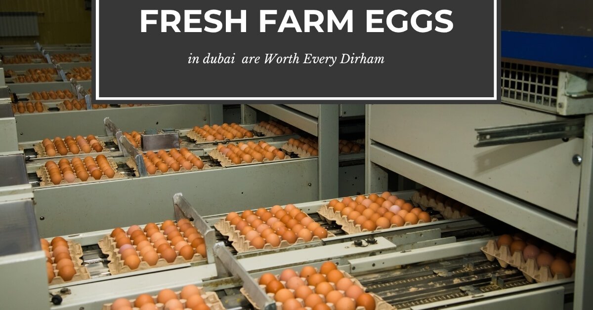 Fresh Farm Eggs
